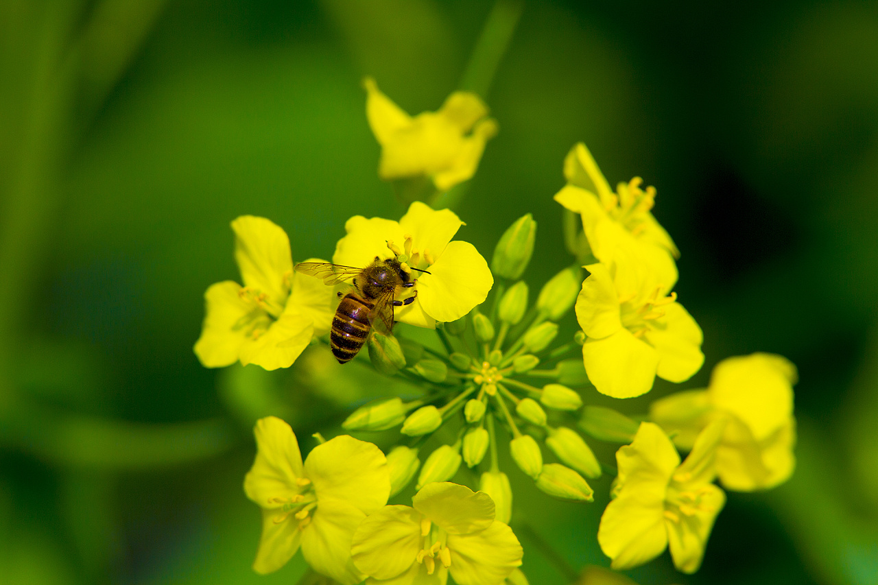 寻找春天之美——油菜花|摄影|静物|摄影师奥特曼 - 原创作品 - 站酷