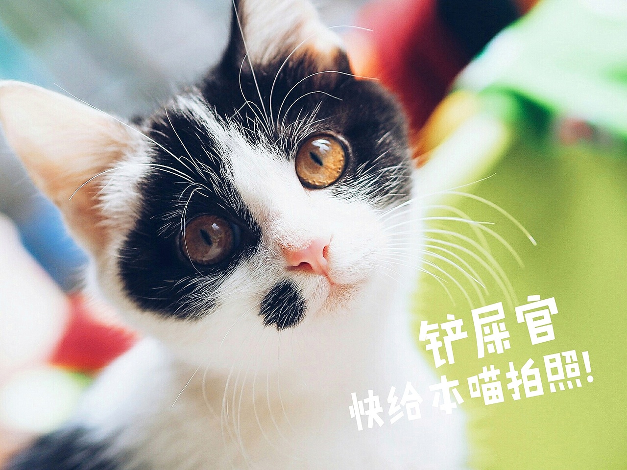 喵大人与铲屎官