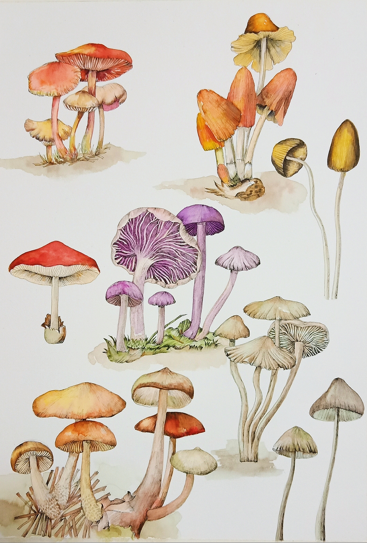 水彩蘑菇