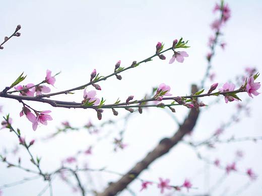 桃花争红色空深 | 李花浅白开自好