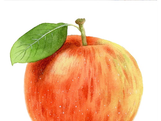 手绘水彩大苹果插画-商业插画187042年前手绘水彩写实花卉插画-商业