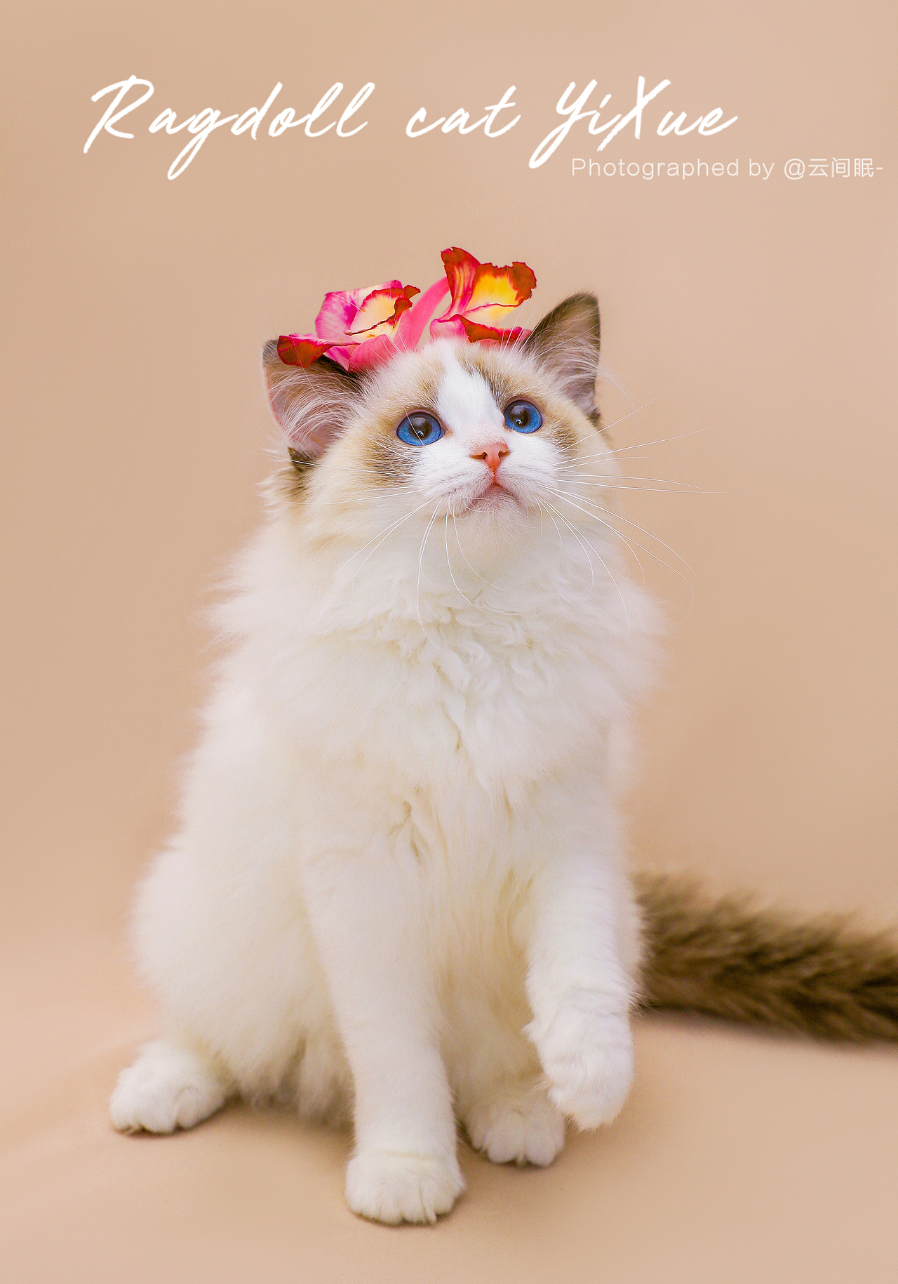 布偶猫伊雪仙气宠物写真