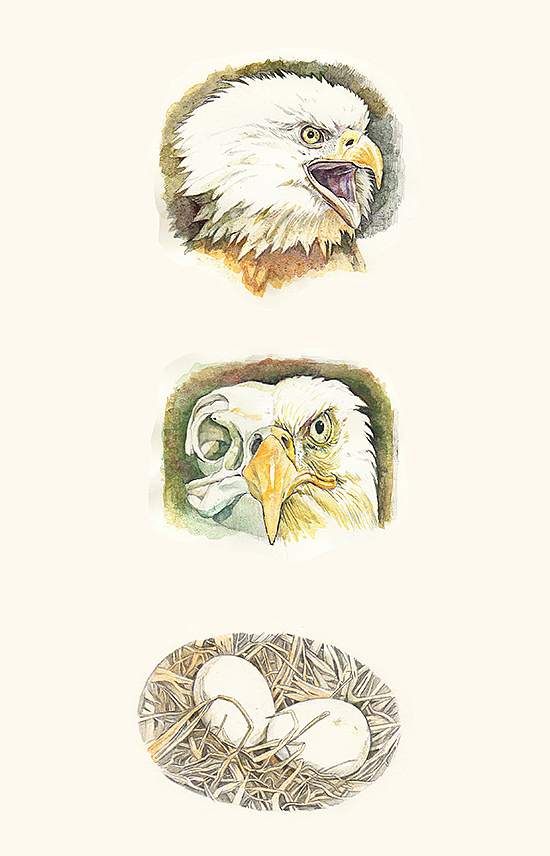 秃鹰（图ZMjgwNzI4MjA=） - 创作习作 - 站酷设计师乐大吉原创素材 - 站酷ZCOOL