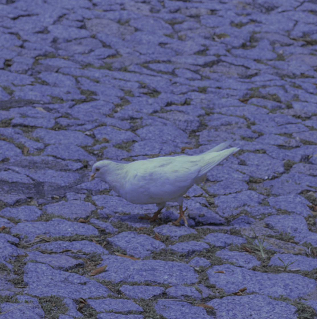 不知所云的照片