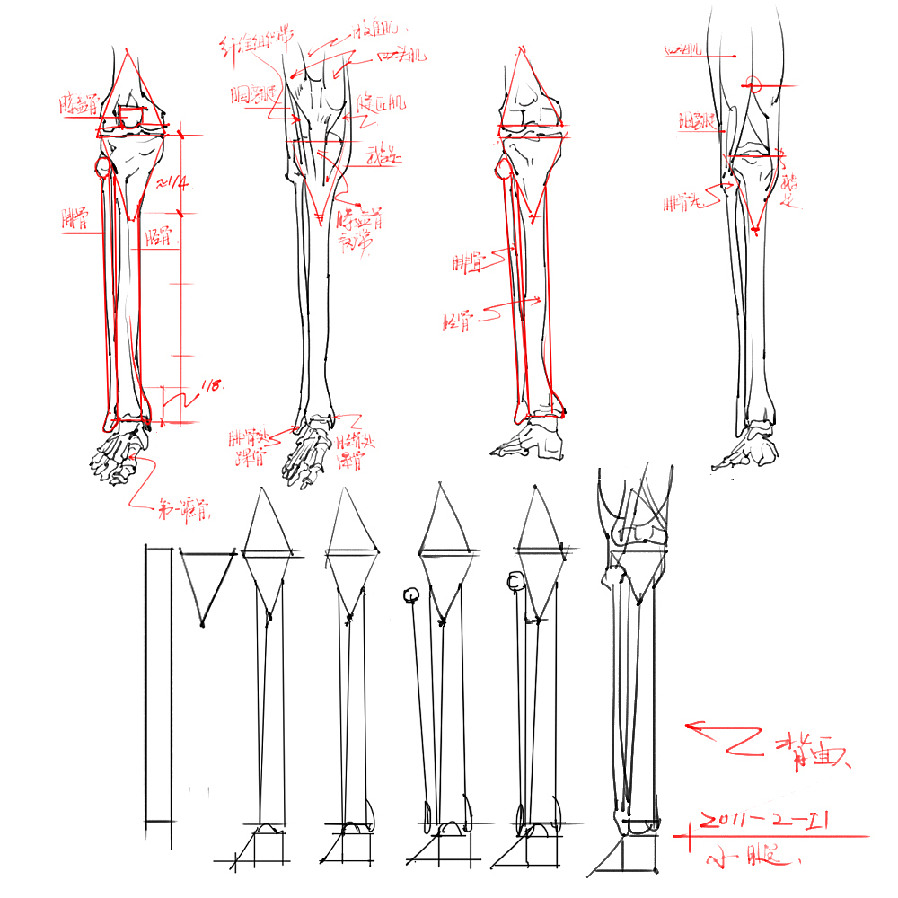 「素材」分享一波绘画专用人体解剖素材 part 04