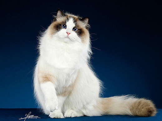 布偶猫_创意设计作品图片素材-站酷zcool