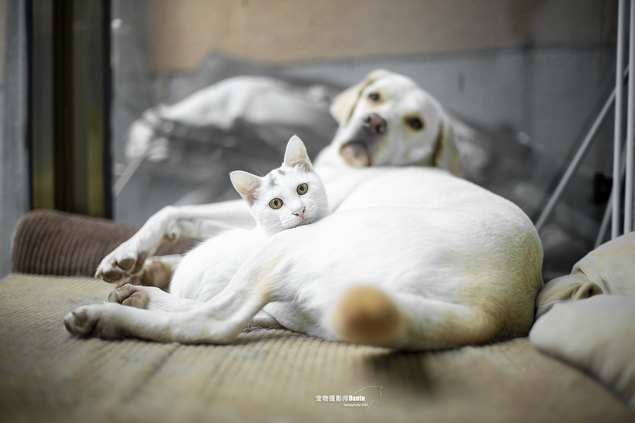 猫狗双全|摄影|宠物摄影|dantephoto - 原创作品 - 站酷 (zcool)