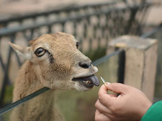 動(dòng)物園（個(gè)人主頁(yè)-ZMzI5MDUwMDQ=） - 風(fēng)光攝影 - 站酷設(shè)計(jì)師燒酒汽水原創(chuàng)素材 - 站酷ZCOOL