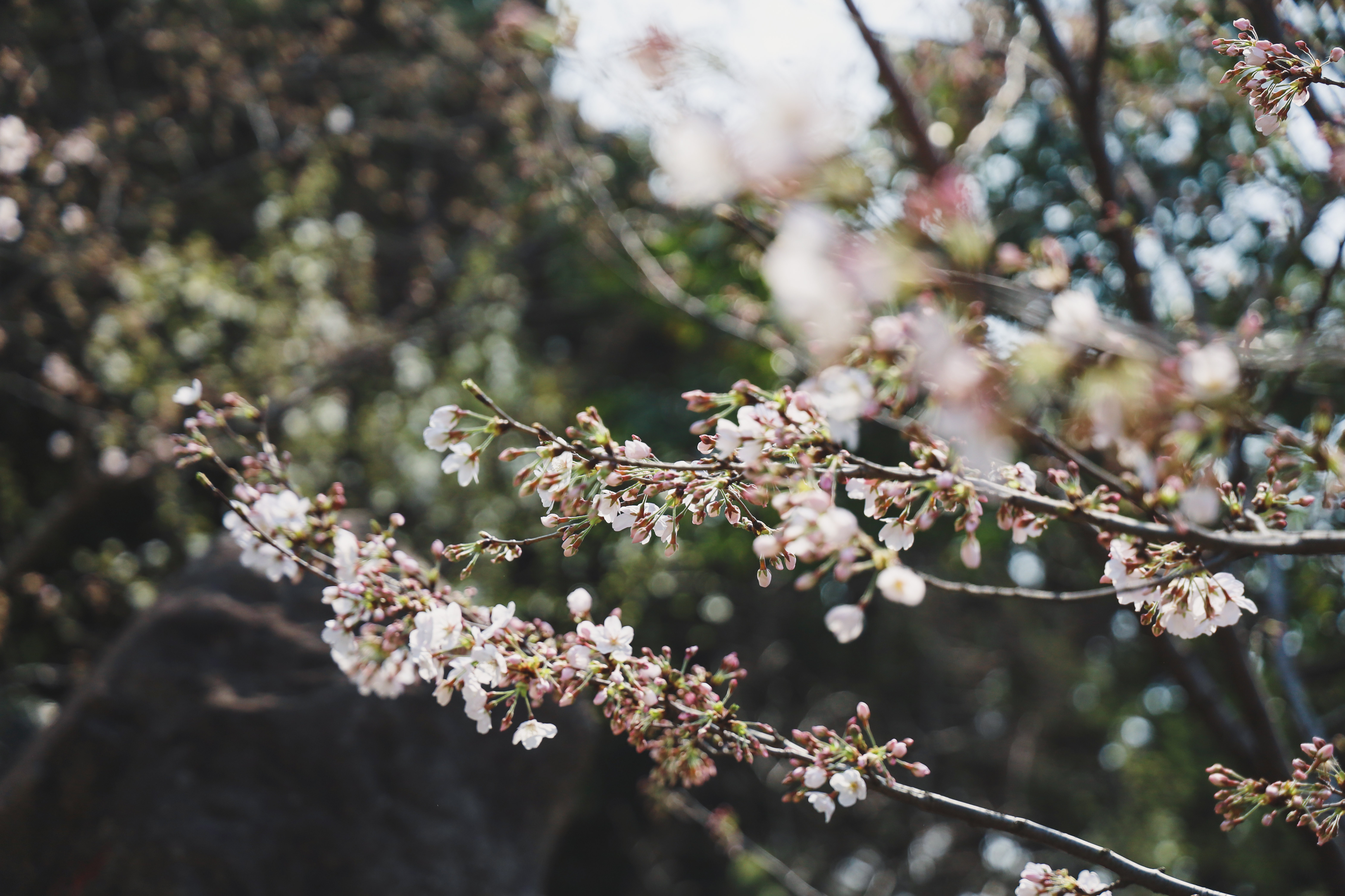 竹间羽的个人主页（封面预览） - 主页封面设置 - 站酷设计师竹间羽原创素材 - 站酷ZCOOL