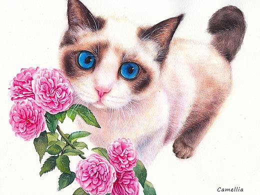 猫和山茶花