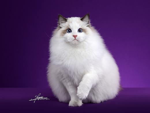 布偶猫