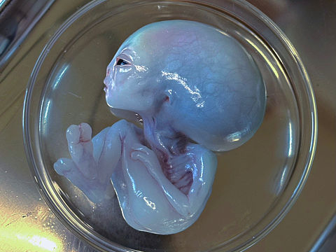 关于外星人的收集