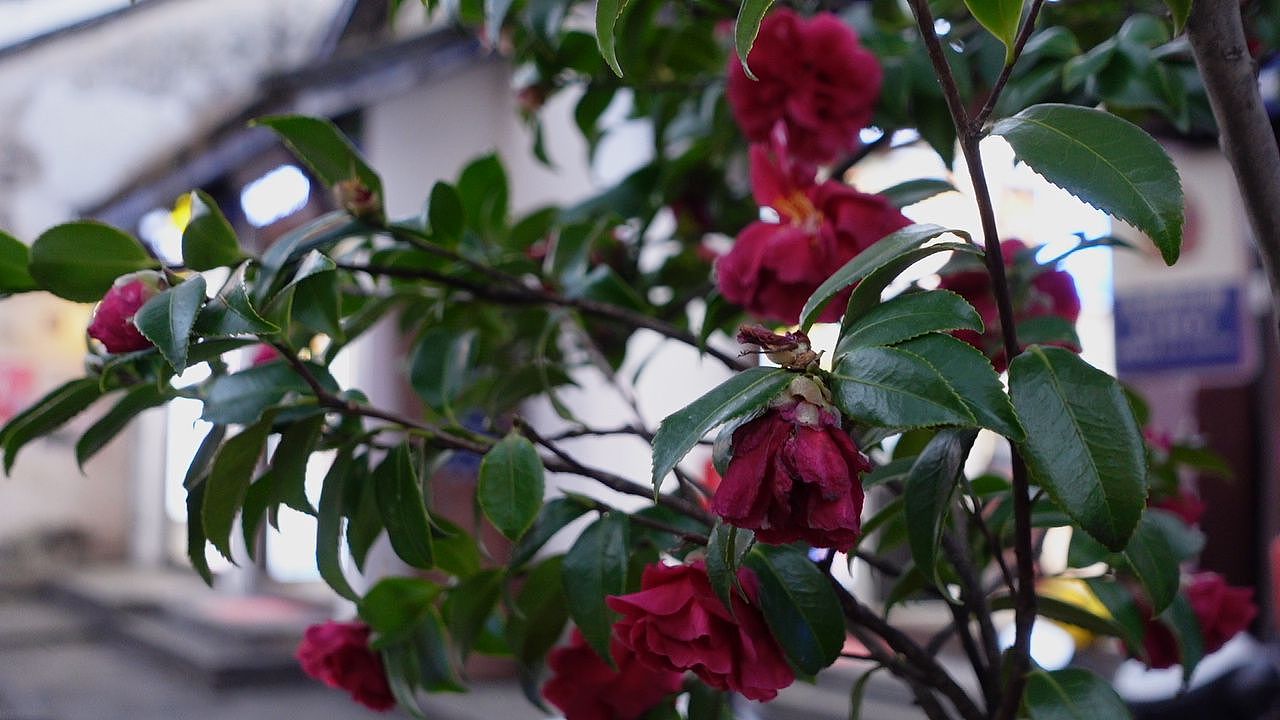 【大理风景】影子向玫瑰献忱,落日与夕阳亲抚迟