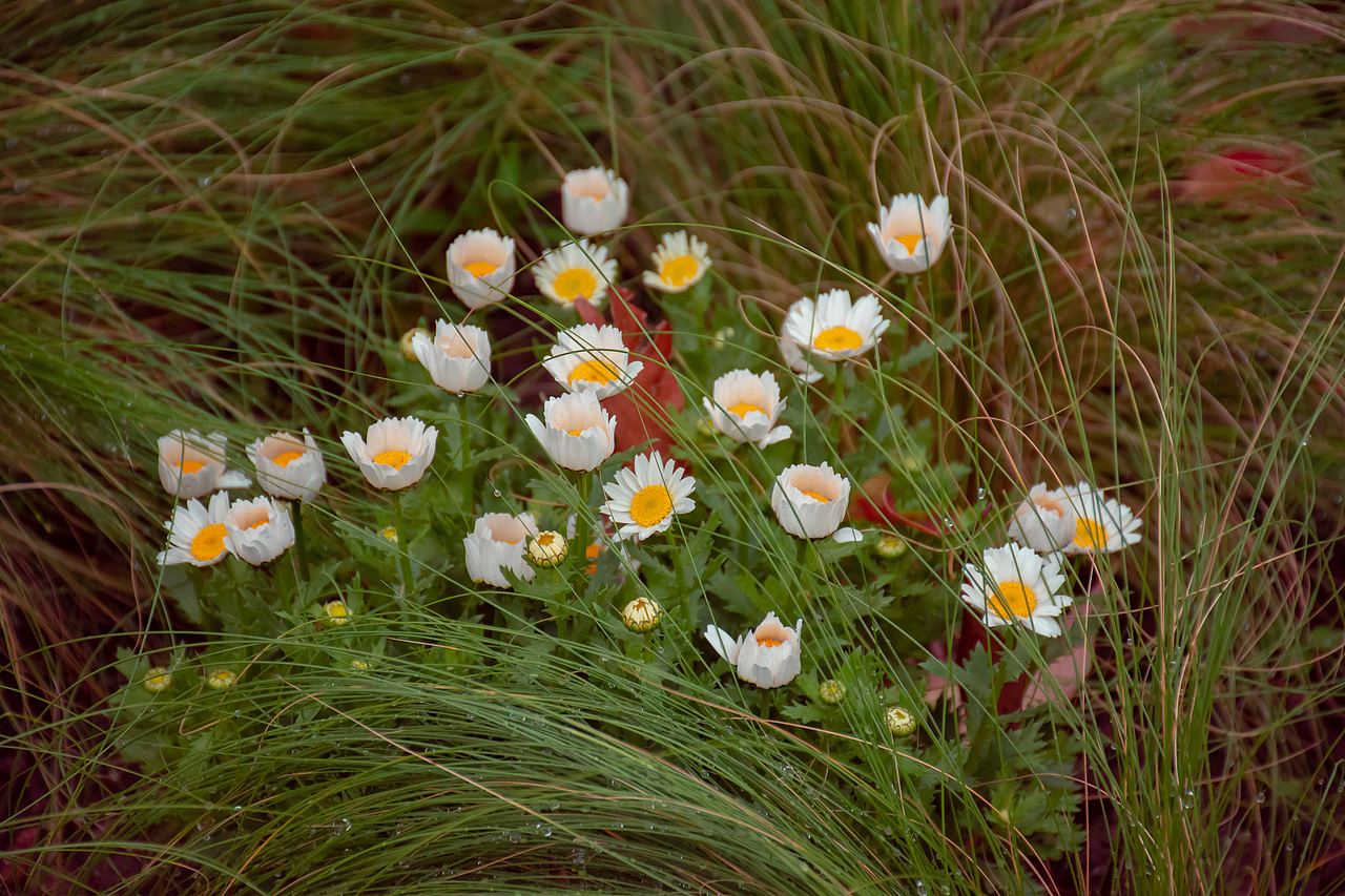 疫情下的植物园