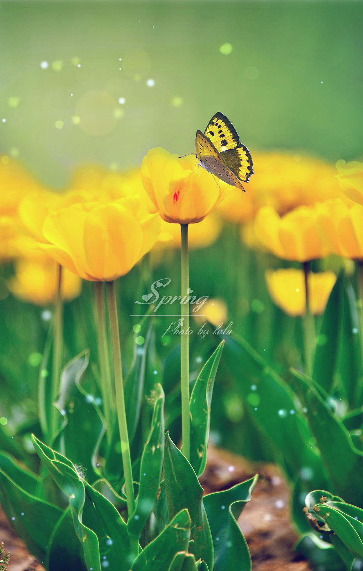 春Spring_chenlu3221-站酷ZCOOL