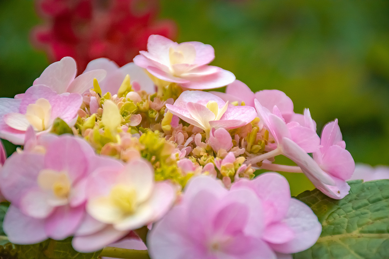 疫情下的植物园