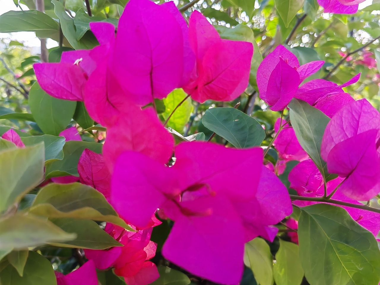 红彤彤的三角梅