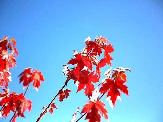 红叶