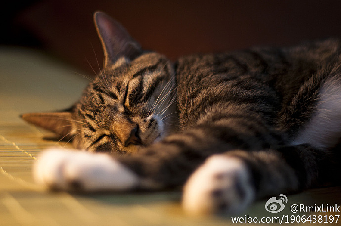 #晒喵季#我很想念你们。（图ZMjU3MDUzMzY=） - 宠物摄影 - 站酷设计师link55941793原创素材 - 站酷ZCOOL