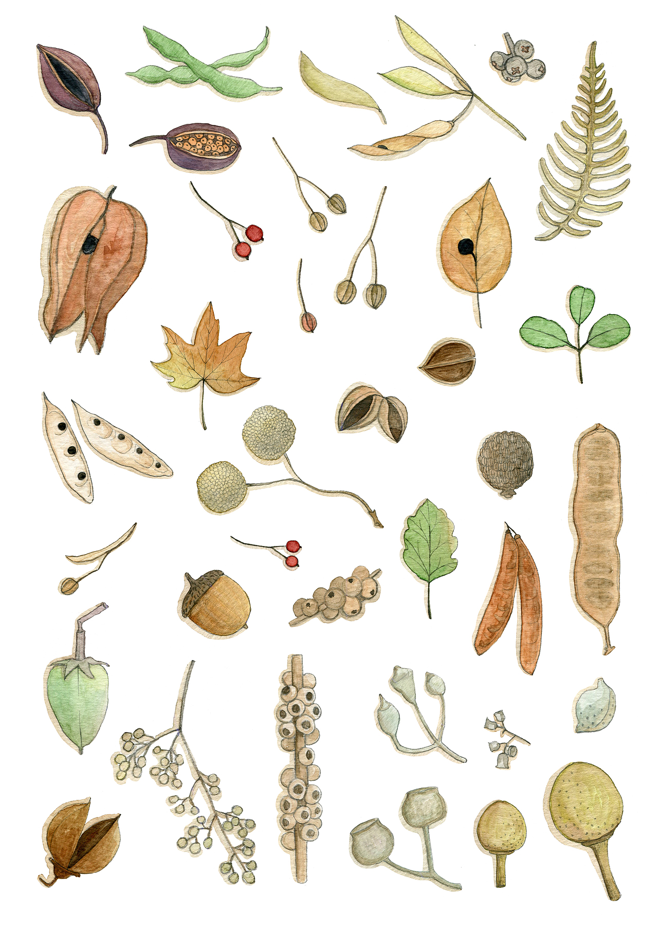 春华秋实自然物