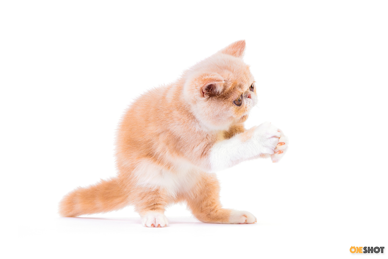 白底证件照-加菲猫(幼/成)