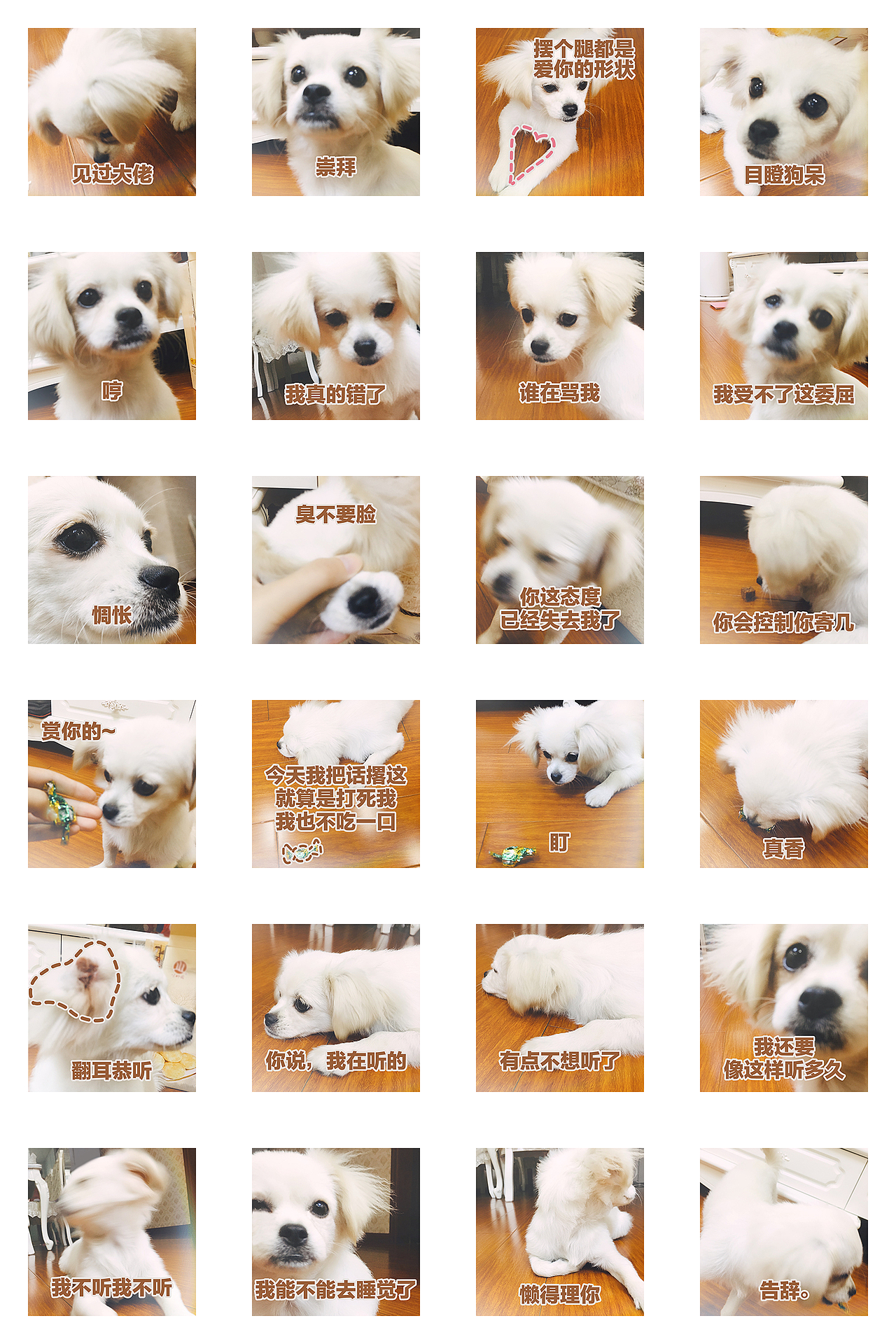 汪儿小白-表情包（图ZMTMyMjI2Nzk2） - 宠物摄影 - 站酷设计师小番茄的喵原创素材 - 站酷ZCOOL