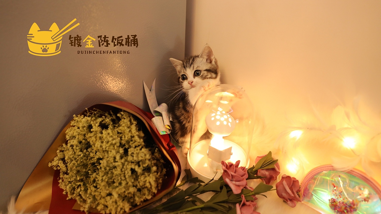 萌掉糖的妹妹（图ZMTY2MTE2MDA4） - 宠物摄影 - 站酷设计师镀金陈饭桶的猫原创素材 - 站酷ZCOOL