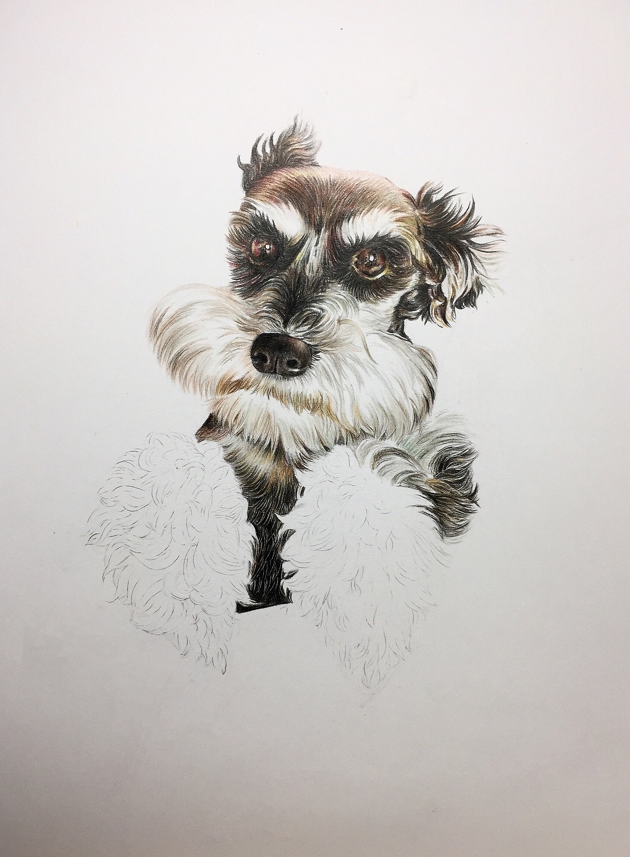 彩铅萌宠雪纳瑞