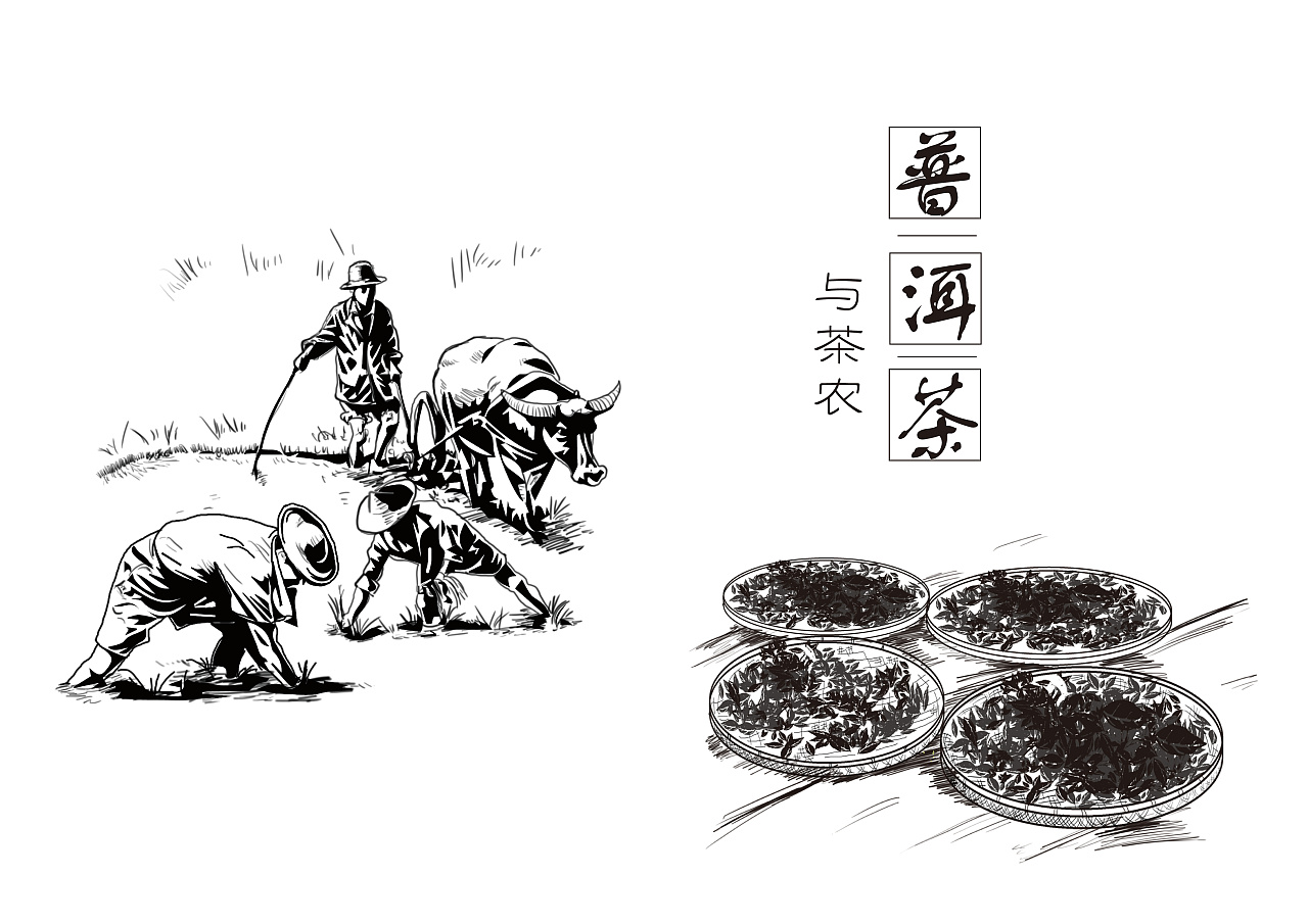 普洱茶插画