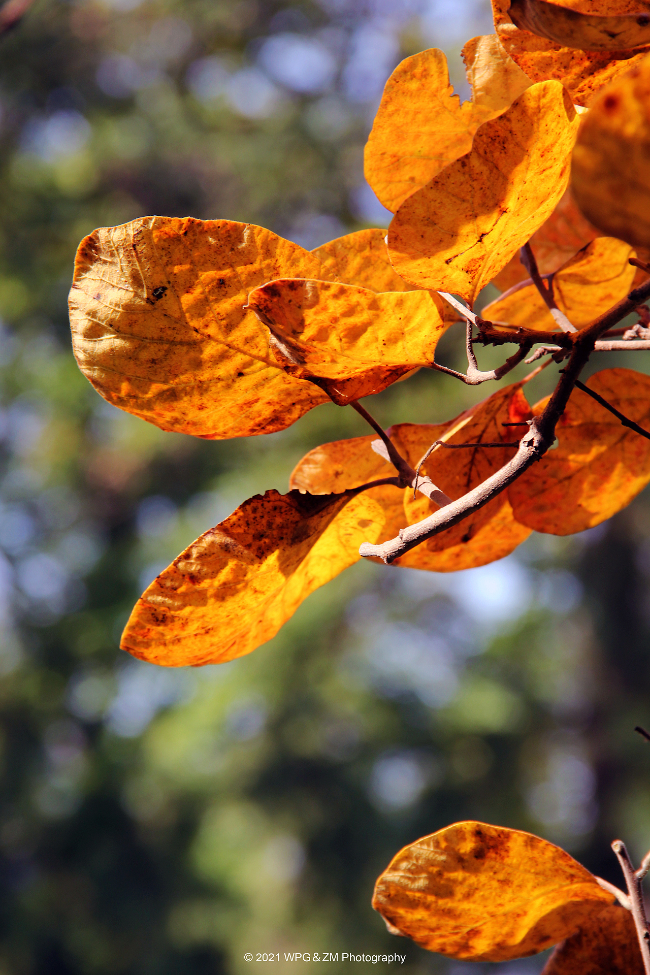 《 一叶知秋 》