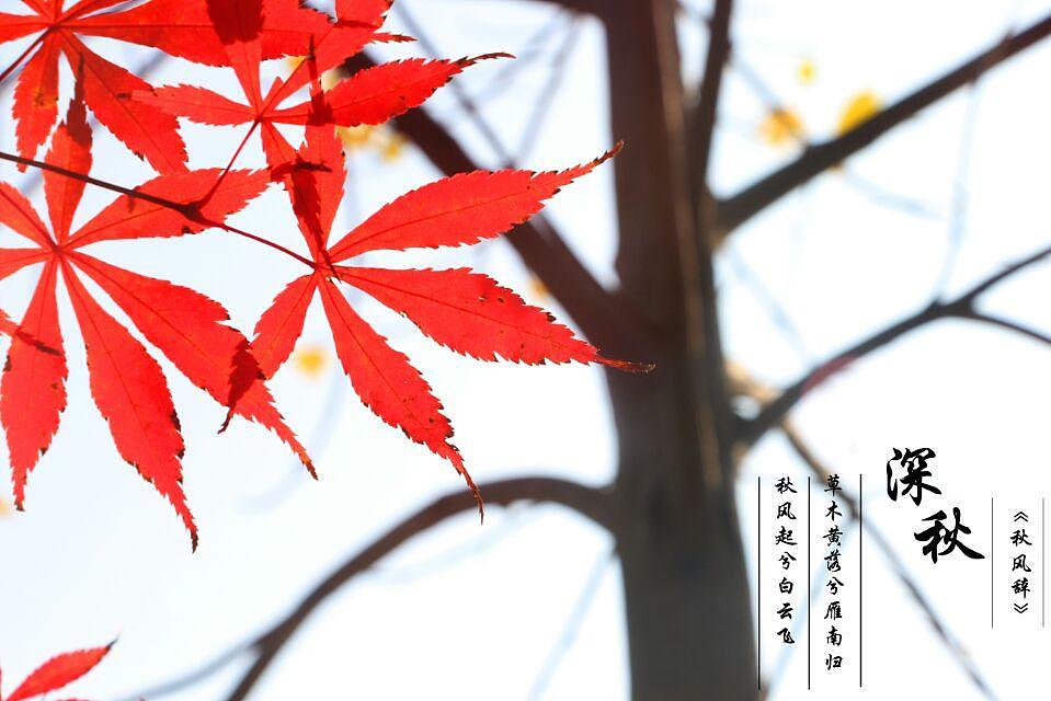 深秋之美（图ZNDI5NTEyNTY=） - 风光摄影 - 站酷设计师枫之爱恋原创素材 - 站酷ZCOOL