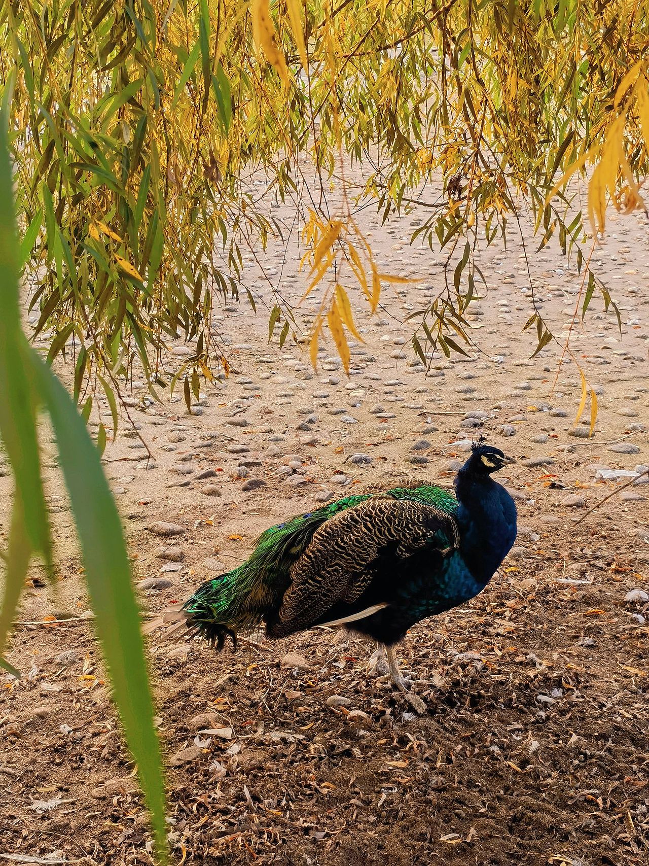 沈阳师范大学(2)风景没放全看主页上篇