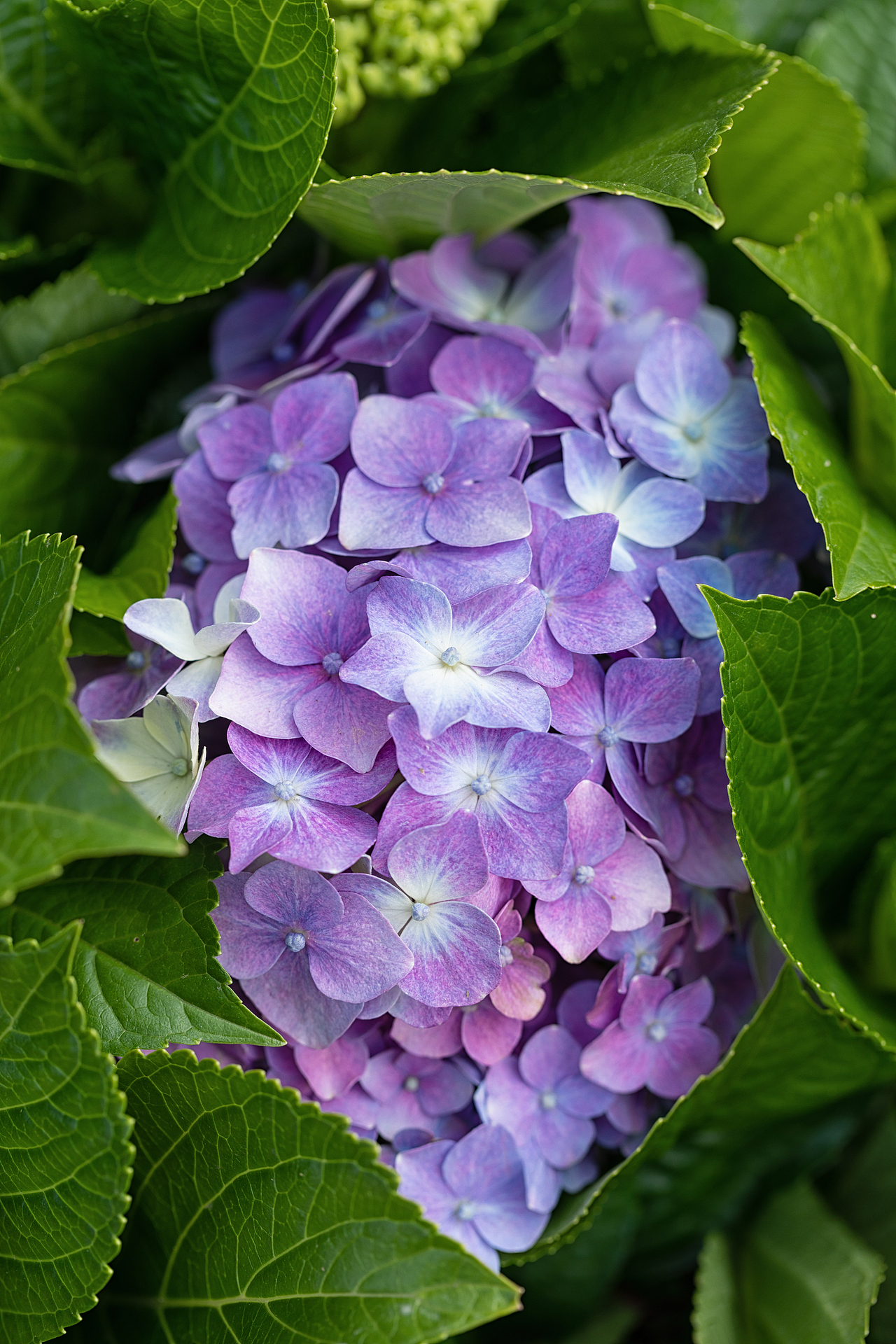 百花争艳（图ZMzE4NzM3NTk2） - 其他摄影 - 站酷设计师乌卡卡的视觉空间原创素材 - 站酷ZCOOL