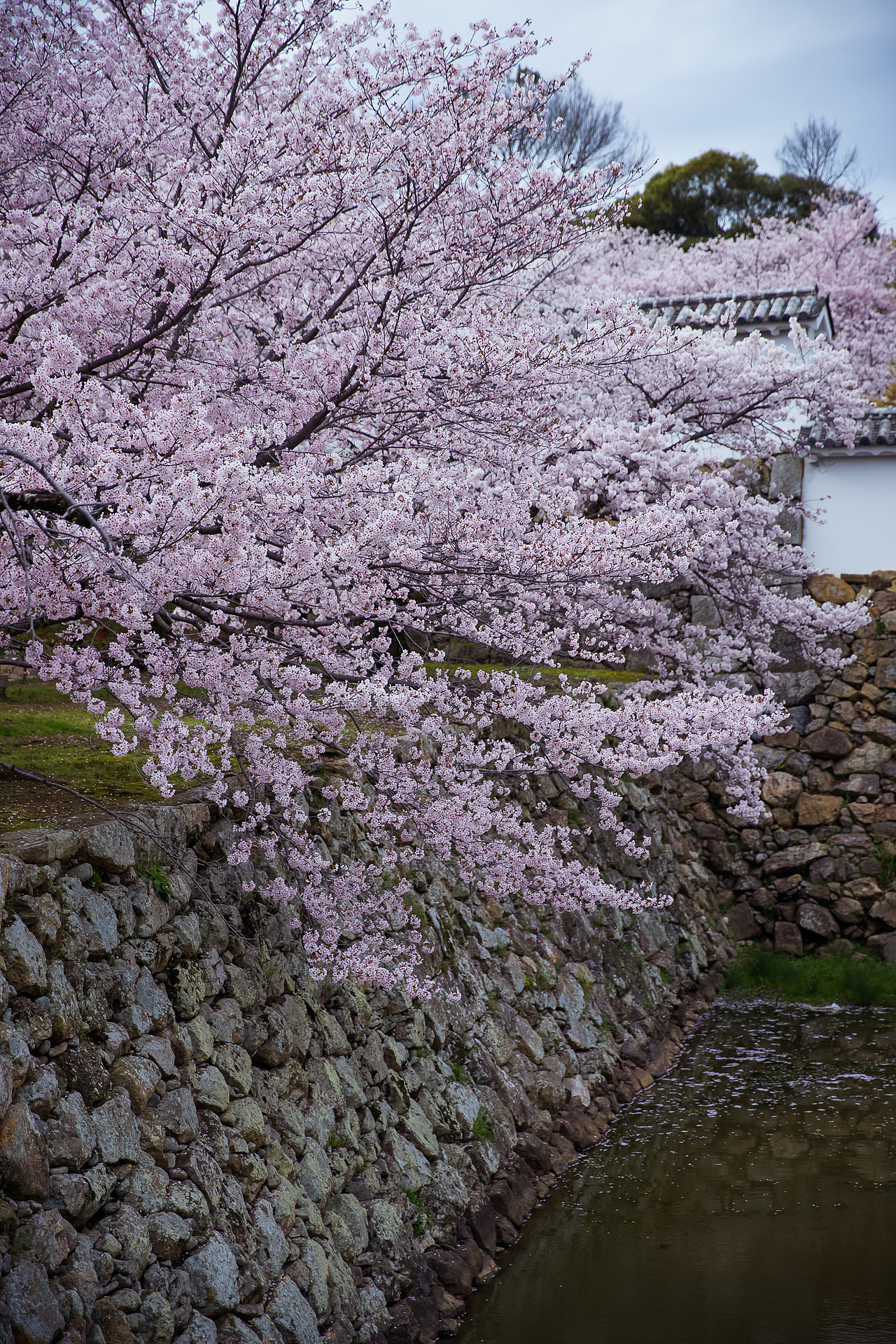 和你一起走过的路——日本关西行（图ZNDY4OTcxMzI=） - 人像摄影 - 站酷设计师之彦原创素材 - 站酷ZCOOL