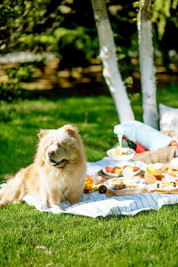 野餐专题拍摄图