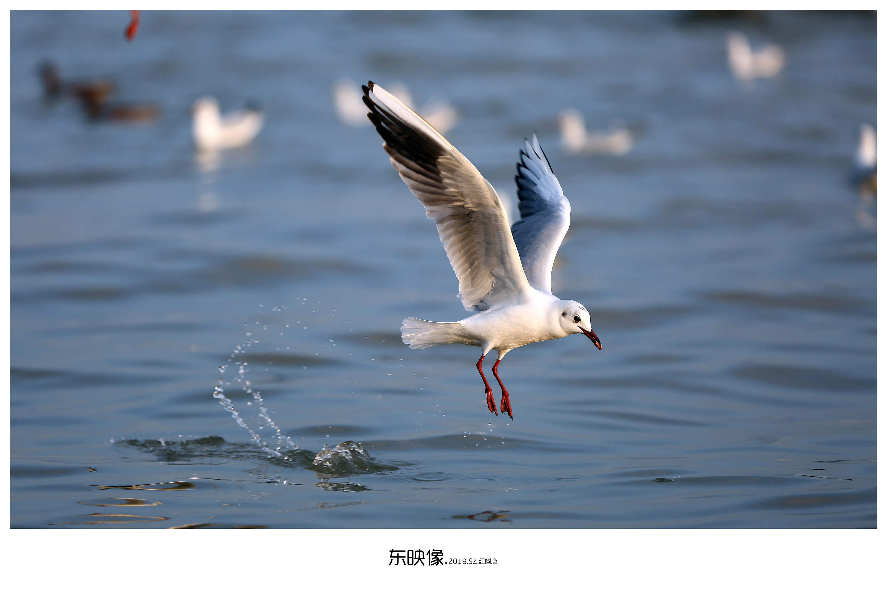 海鸥|摄影|宠物摄影|东映像_原创作品-站酷zcool