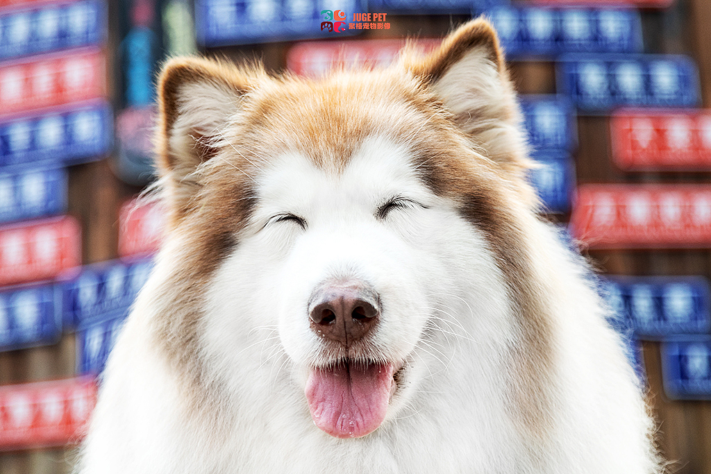 阿拉斯加拍摄客片