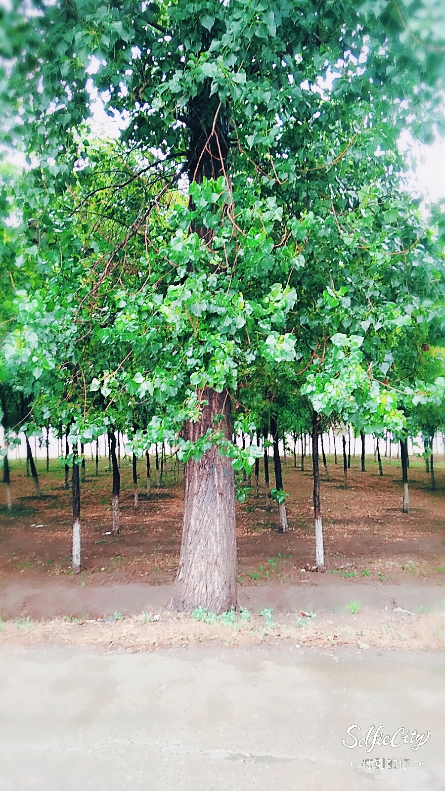 树木丛生百草丰茂