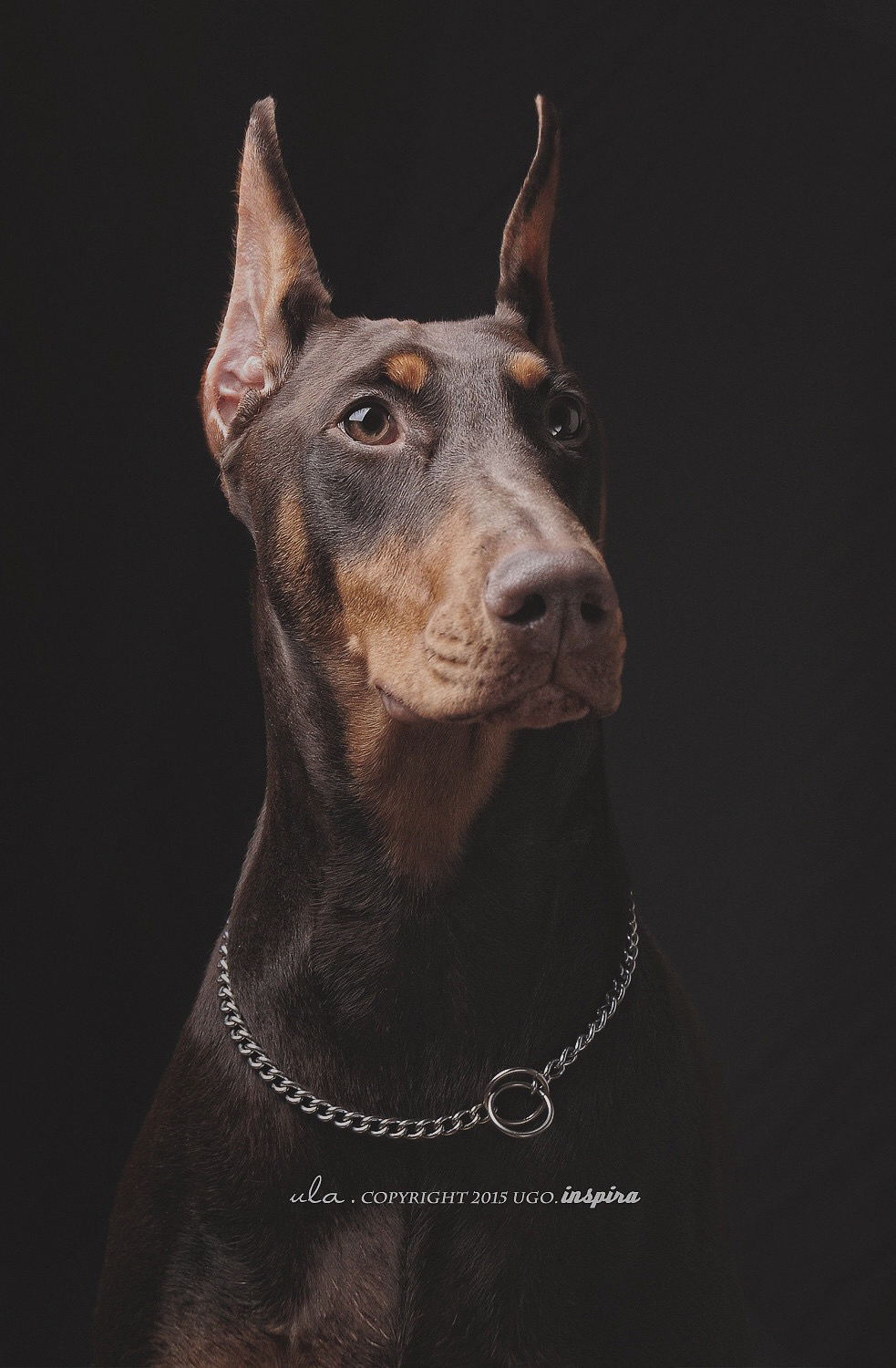 The sounds of silence【动物摄影师何某某个人作品6】（图ZNDQ2NjE1MjA=） - 宠物摄影 - 站酷设计师超级何某某原创素材 - 站酷ZCOOL