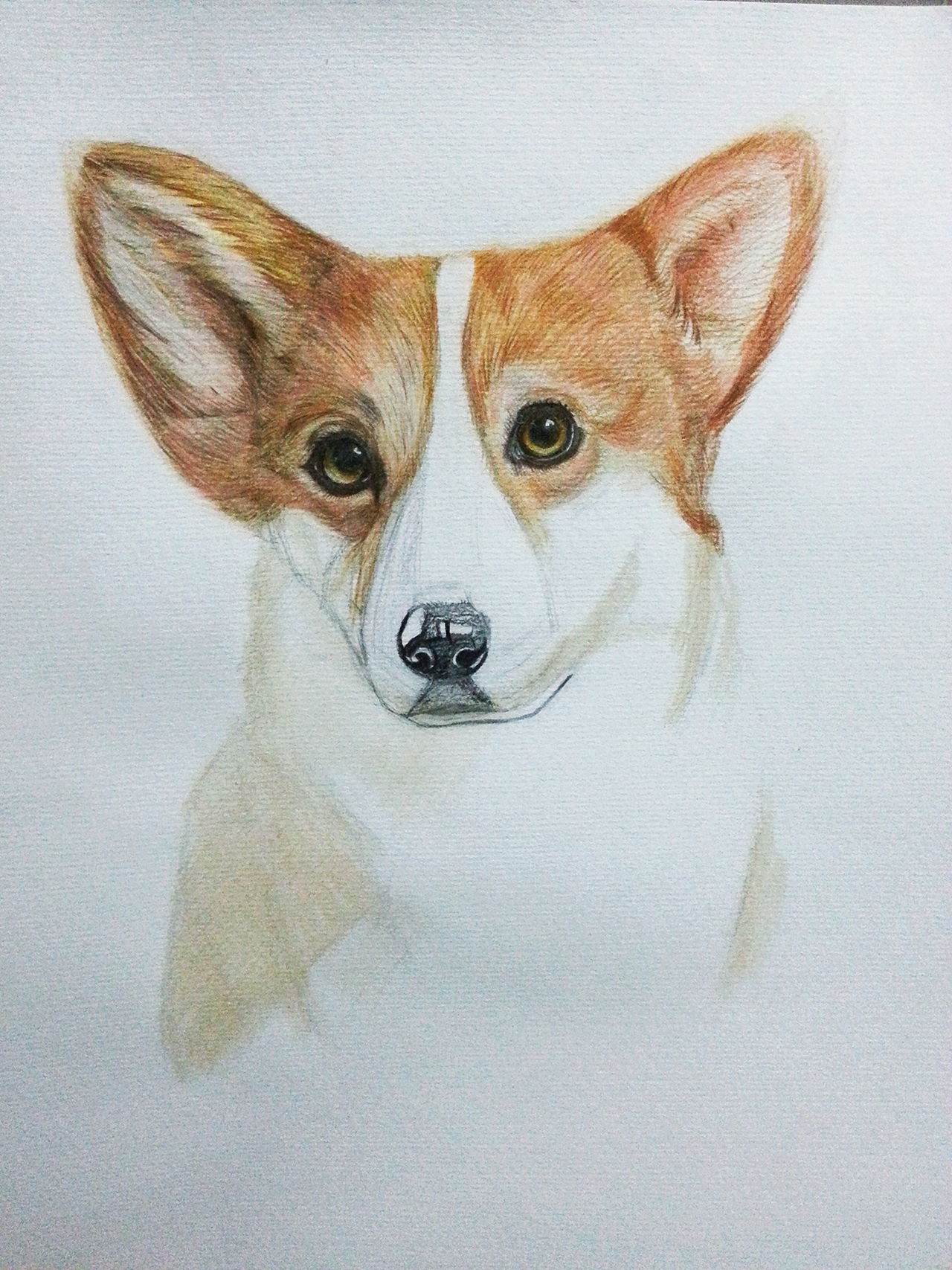 彩铅/原创 柯基过程图/荷花.