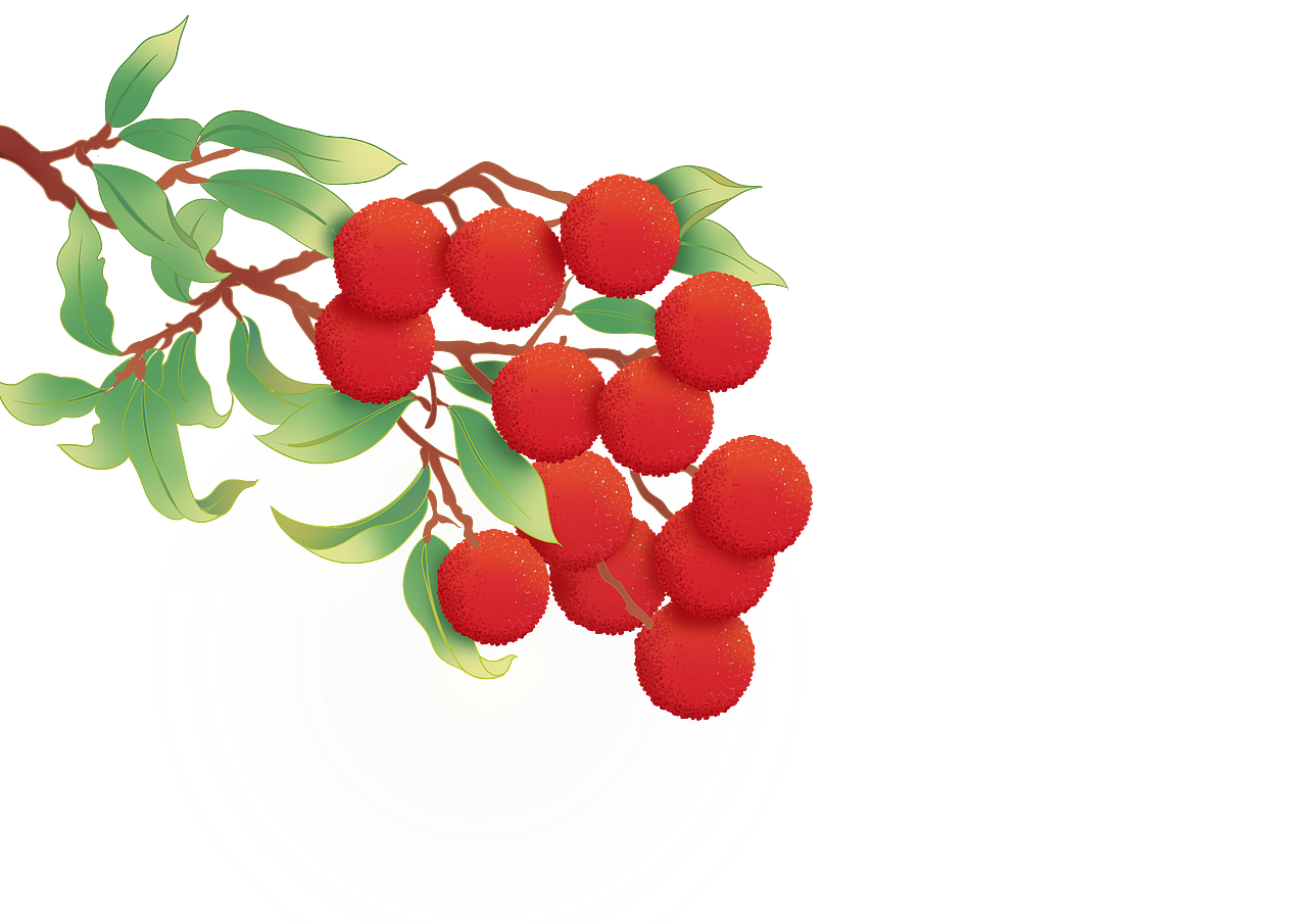 最开始画了一枝杨梅非常满意,想着是谁这么多才多艺