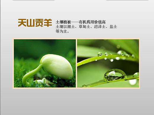 新疆美食之天山贡羊（个人主页-ZMjUzMTI3MDg=） - 品牌 - 站酷设计师mxh098765原创素材 - 站酷ZCOOL
