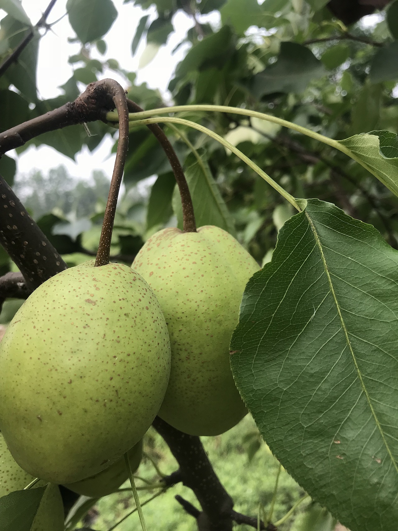 田园小景（图ZMTY3NjQwNDky） - 产品摄影 - 站酷设计师游走的呆原创素材 - 站酷ZCOOL