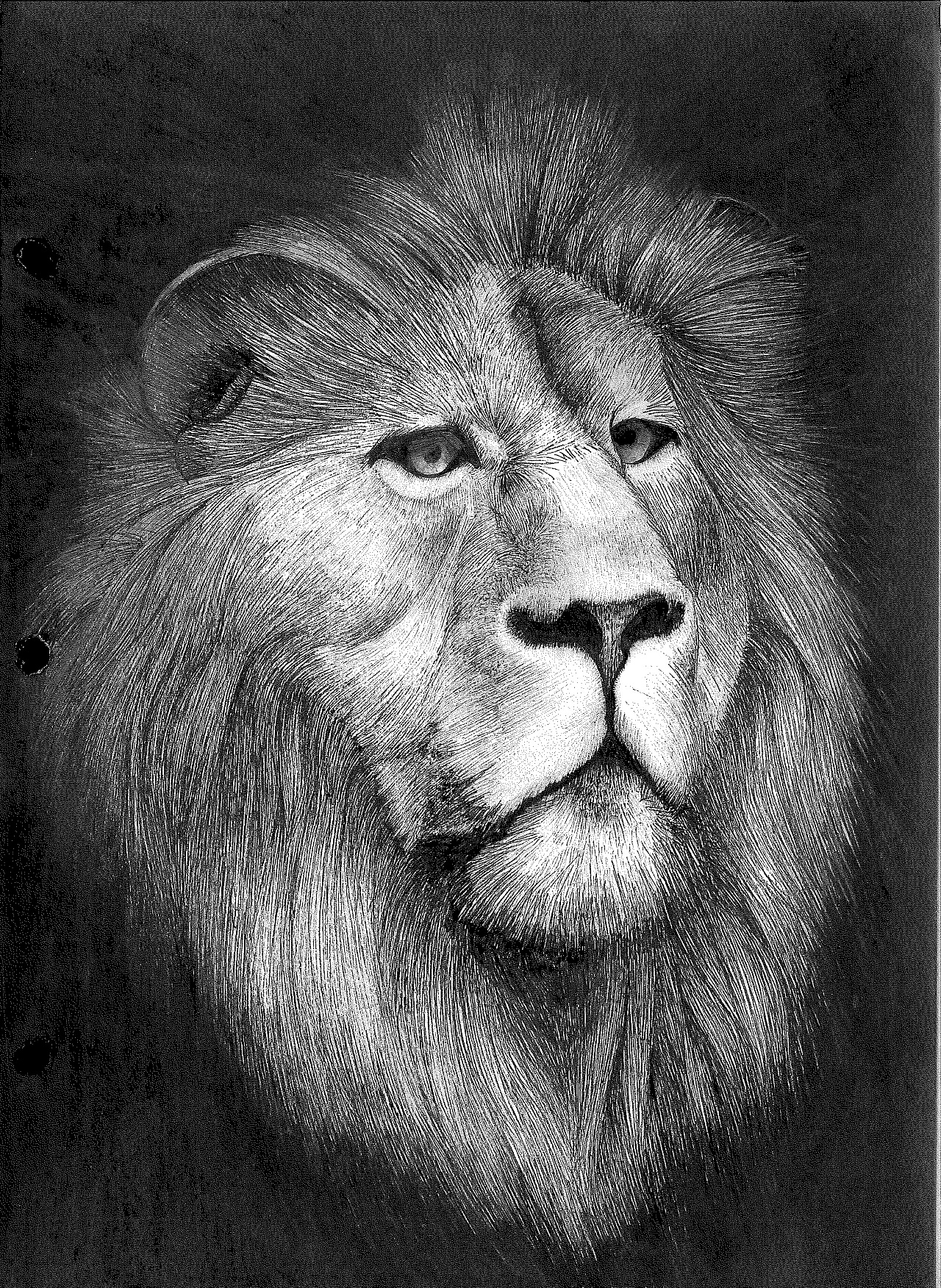 狮子素描图片素材-编号27095949-图行天下