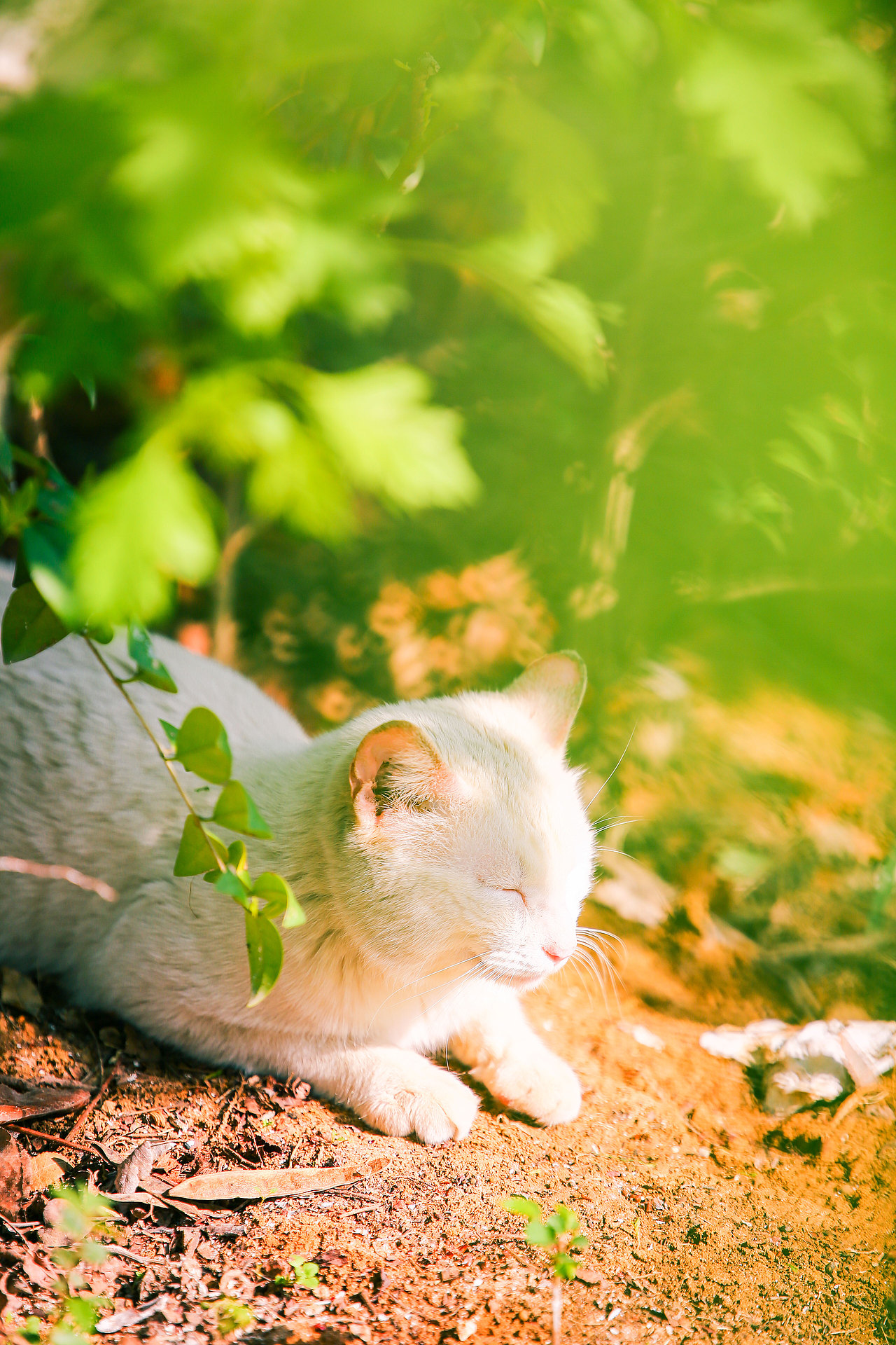 山猫日记20210630