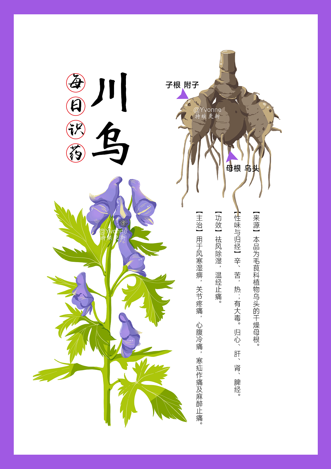 中药本草手绘 本草纲目