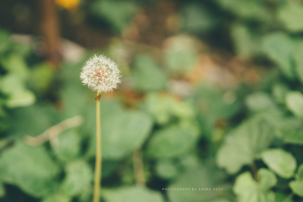 端午安康-和奶奶一起拍照过端午（图ZMzAzNTUzODMy） - 人像摄影 - 站酷设计师emma_fancy原创素材 - 站酷ZCOOL