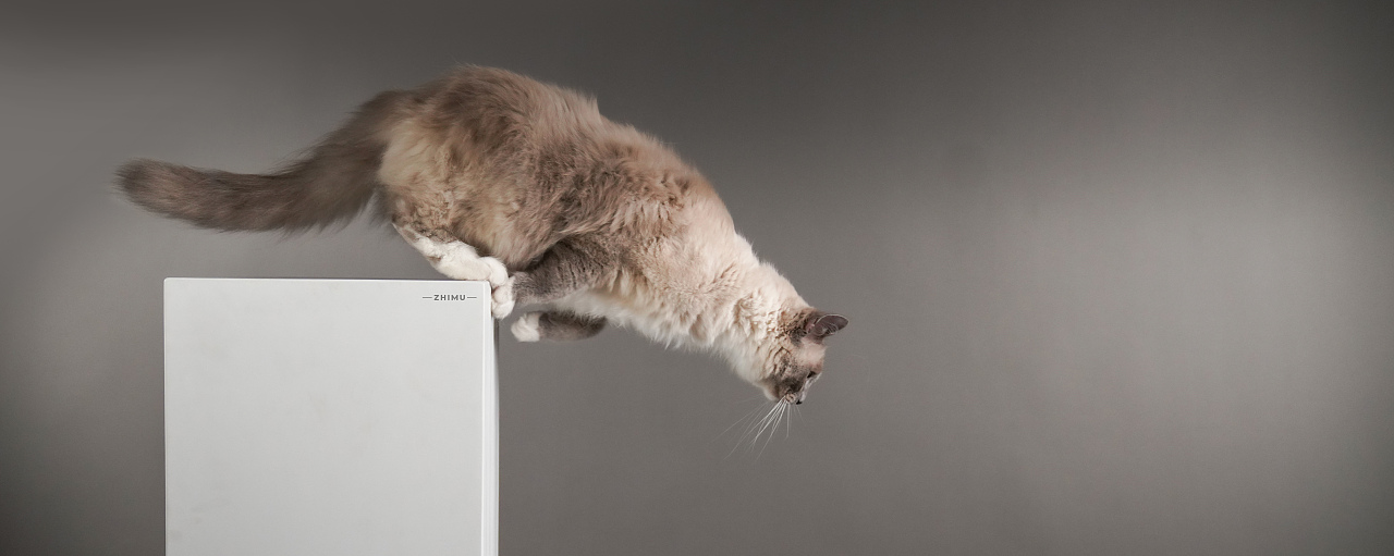 宠物摄影源计划-Niko（图ZMjU5NDkwOTAw） - 宠物摄影 - 站酷设计师至牧原创素材 - 站酷ZCOOL