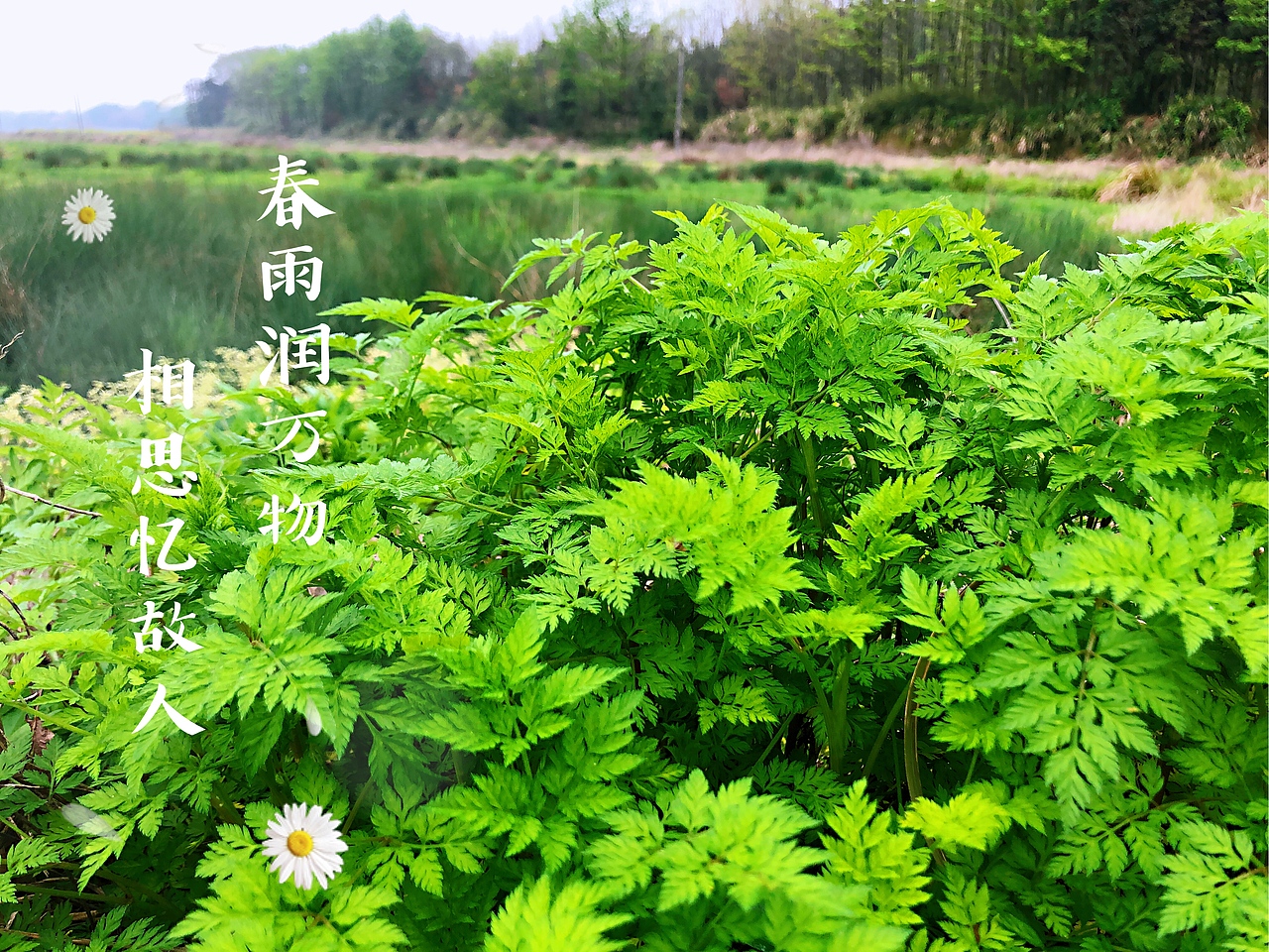 清明节乡下扫墓（图ZMjAzOTM0MjAw） - 风光摄影 - 站酷设计师Vinci153原创素材 - 站酷ZCOOL