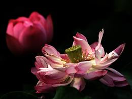 PS荷花后期处理视频教程